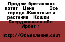 Продам британских котят › Цена ­ 500 - Все города Животные и растения » Кошки   . Свердловская обл.,Ирбит г.